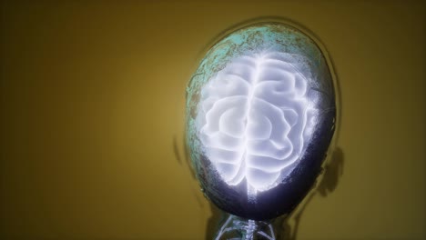 Anatomie-Des-Menschlichen-Gehirns